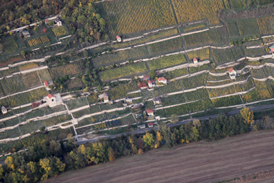 Oktober 2022 | Weinberg an der Unstrut zwischen Freyburg und Laucha 