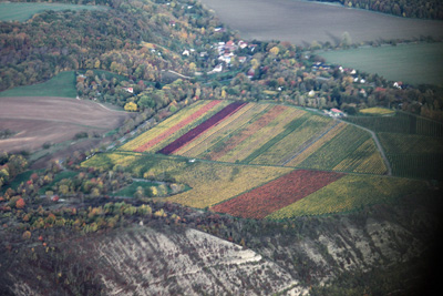 Oktober 2022 | Ein Weinfeld bei Naumburg-Weinberge in herbstlichen Farbt&ouml;nen